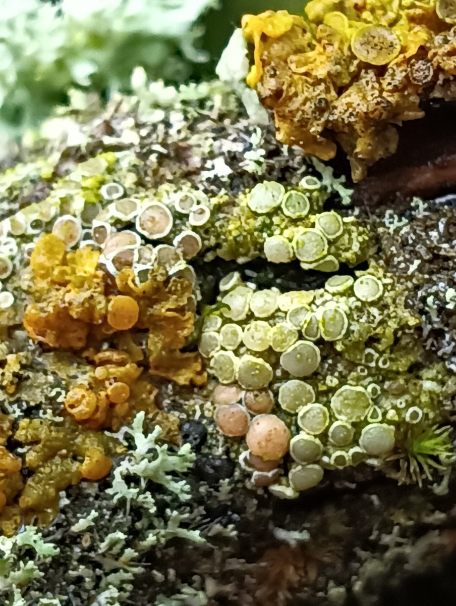 Even the smallest of fallen branches have so much #lichen #moss #liverwort interest.