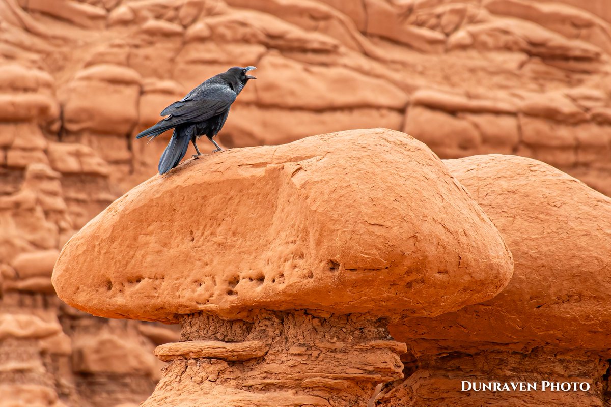 Brian_Hanser's tweet photo. Image-of-the-day # 359 of 365:

"Nevermore" - at Goblin Valley State Park, Utah.

#Photography https://t.co/fbQdPiUi8m