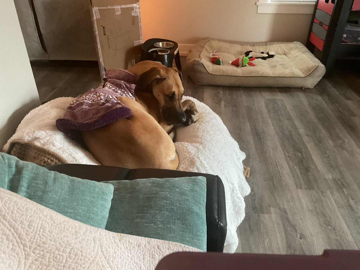 ch_x00's tweet photo. Dog bed? No.
Bean bag chair? Yes. https://t.co/E5n3zu32CJ