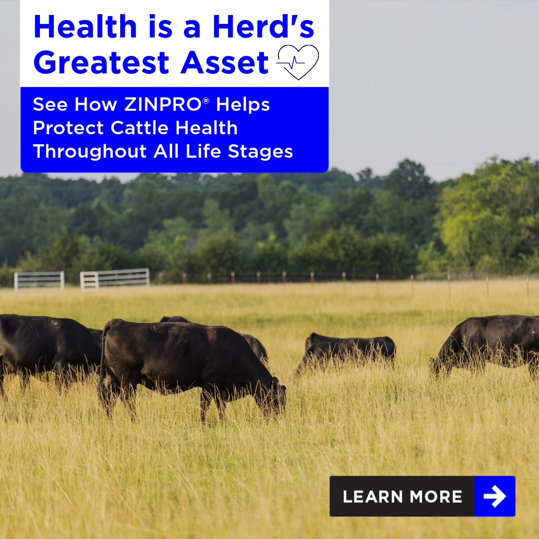 Zinpro's tweet photo. Health is a herd’s greatest asset. ZINPRO® partners with you to apply proven solutions that protect #cattlehealth through all life stages. Learn how you can improve health and performance throughout reproduction, weaning and finishing: https://t.co/4PngLINpDJ
#PartnerWithZinpro https://t.co/zK296HzkZd