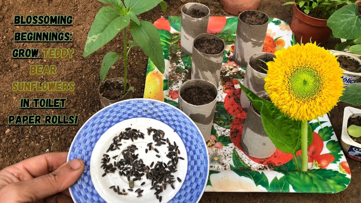GrowfoodLovers's tweet photo. Join us as we unveil the secret to kickstarting your teddy bear sunflowers indoors using a surprising ally: toilet paper rolls!#startingseeds #sunflower #sunflowers #flower #flowers #growingflowers #video #YouTube #videos 
Watch: https://t.co/uU373EzNh2 https://t.co/MgjpMVI8DM