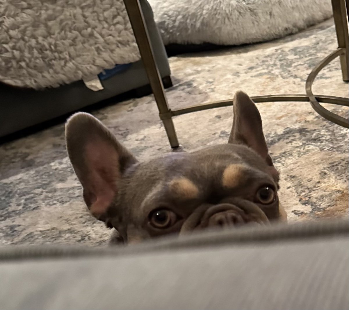 snakearm31's tweet photo. @contextdogs Lola watching too❤️ https://t.co/iSndQpNLw6