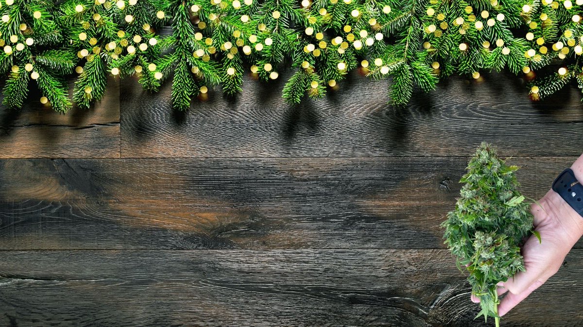 Green Point Hemp tweet media