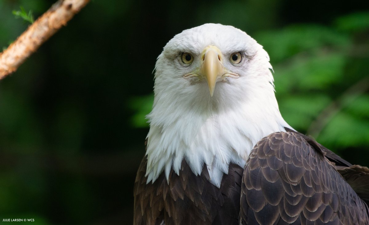 TheWCS's tweet photo. 50 years ago, a Democrat-led Congress and Republican president took action for nature. On Dec 28, 1973, Pres. Nixon signed the #EndangeredSpeciesAct. 

Since then, 99% of listed species have been saved from extinction. With today's threats, our commitment to #ESA remains vital. https://t.co/gB9bMoE1xO