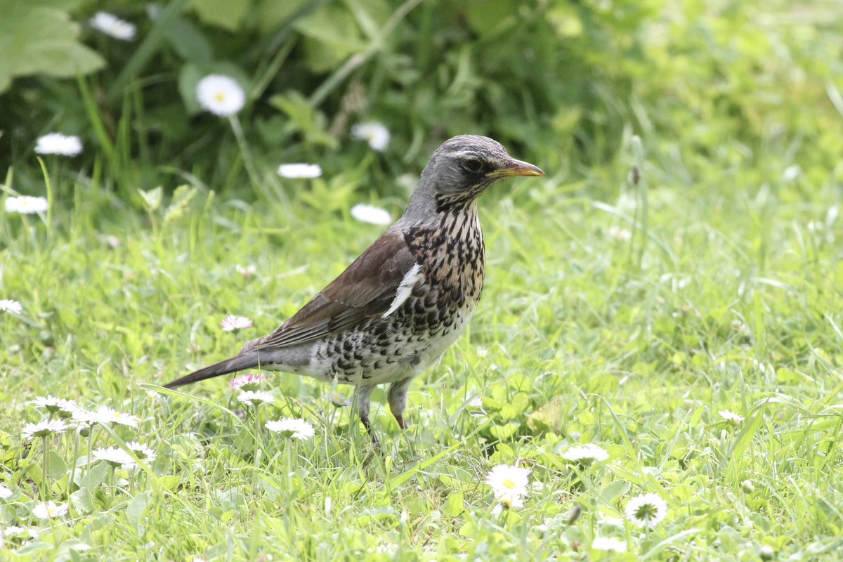 Have you ever found breeding Fieldfares in the UK? An appeal for unsubmitted records for a new paper in production rbbp.org.uk/2023/12/26/app…