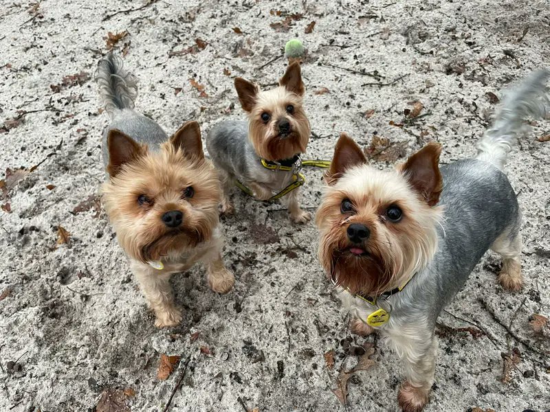 Please retweet, 1 in 4 people do no research before getting a pet ❌ 
⭐️Before getting a pet, check the cost of food, vaccinations, grooming and insurance.  
⭐️Dogs can't be left alone all day or left in a cage. They need walks, wees and company every day. 
⭐️Can you put a pet's