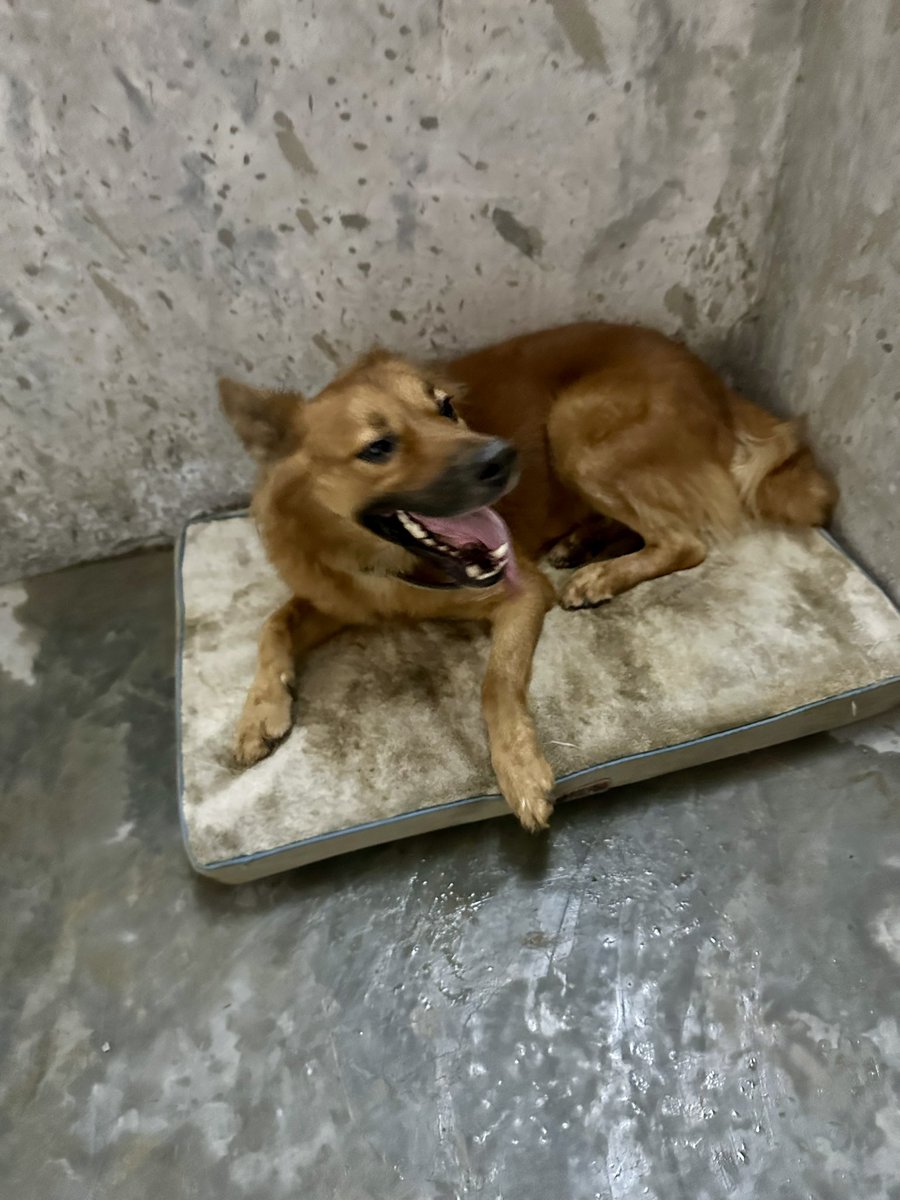 ayudemosapluto's tweet photo. #BobbyAP giving the go-ahead to the kennels ππ«Άπ» The workers return on January 2 to continue and finish, there is very little left to finish, we hope to count on you to continue. We still need to buy the materials for the bars so that they are ready to be able to install them https://t.co/Lzxj8AZ5D3