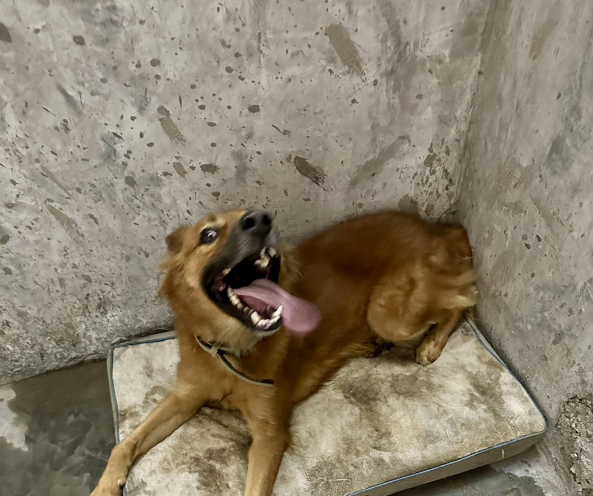 ayudemosapluto's tweet photo. #BobbyAP giving the go-ahead to the kennels ππ«Άπ» The workers return on January 2 to continue and finish, there is very little left to finish, we hope to count on you to continue. We still need to buy the materials for the bars so that they are ready to be able to install them https://t.co/Lzxj8AZ5D3