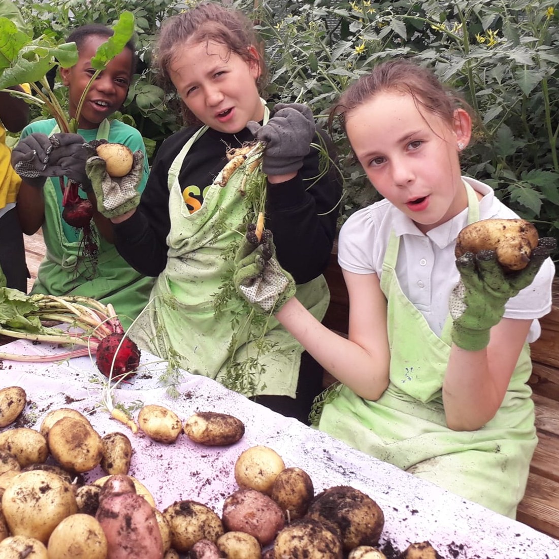 For @EdibleSE16, a community food growing, gardening and arts charity based in Southwark, London, their 2023 highlight was working in the gardening club at @SurreySqSchool with pupils of all ages. They grew potatoes and other vegetables to share with the local families at @OKRFZ.