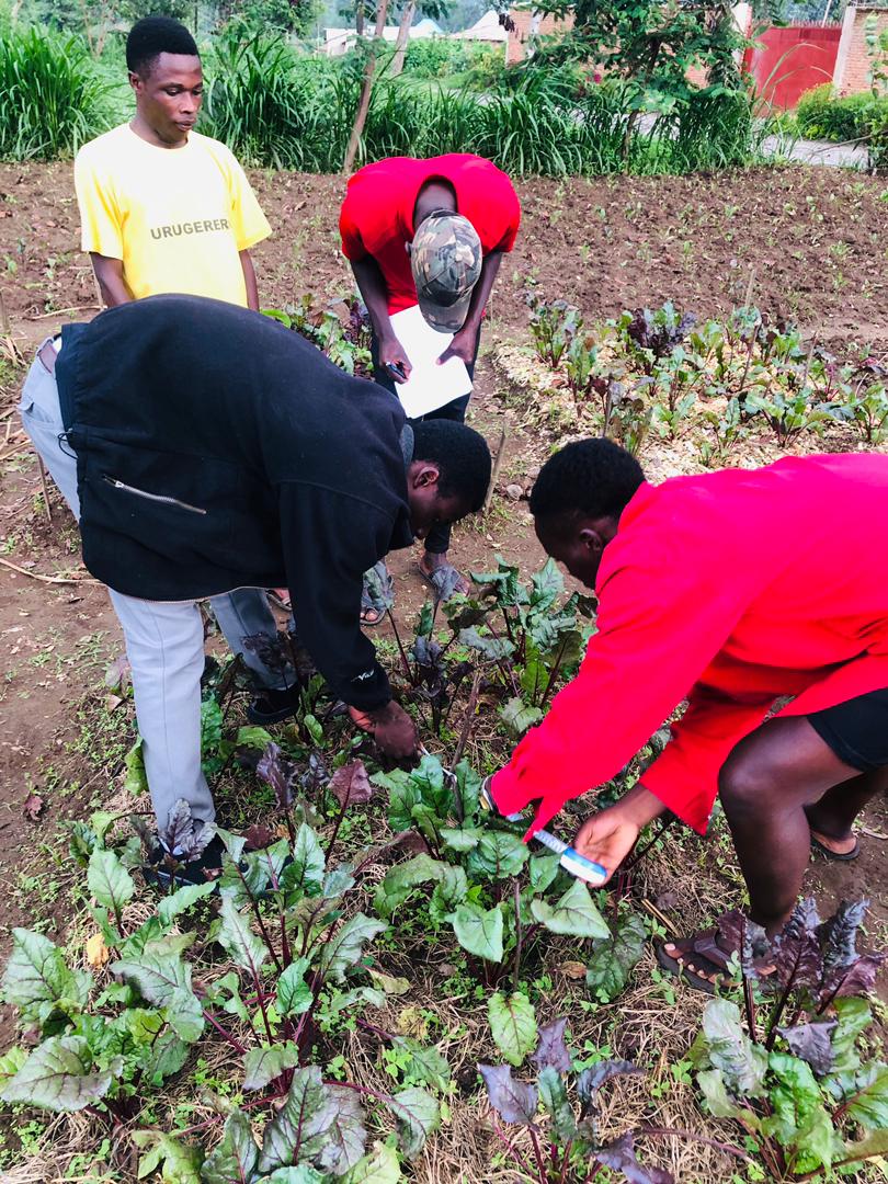 agriresearchclb's tweet photo. "No research without action, no action without research.
This afternoon in our #CSAModalfarm we have collected data on #Betroot trials  as we aimed to #evaluate effects of different #mulching materials  on yield of #Betroot, our club #members are thirsty to the results! @UR_CAVM https://t.co/lgRaFkKi6m