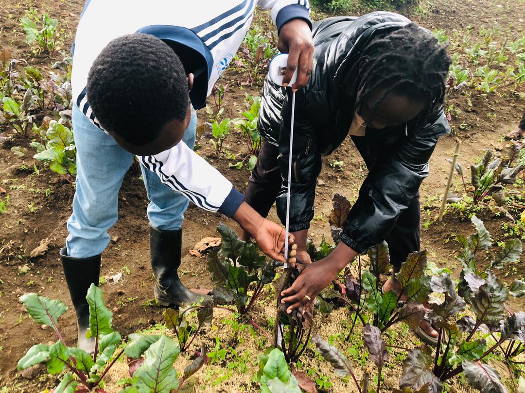 agriresearchclb's tweet photo. "No research without action, no action without research.
This afternoon in our #CSAModalfarm we have collected data on #Betroot trials  as we aimed to #evaluate effects of different #mulching materials  on yield of #Betroot, our club #members are thirsty to the results! @UR_CAVM https://t.co/lgRaFkKi6m