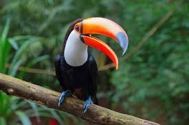 StefanFessler's tweet photo. @cldrr Maybe a Toucan 😂 https://t.co/wCKcYptpcG