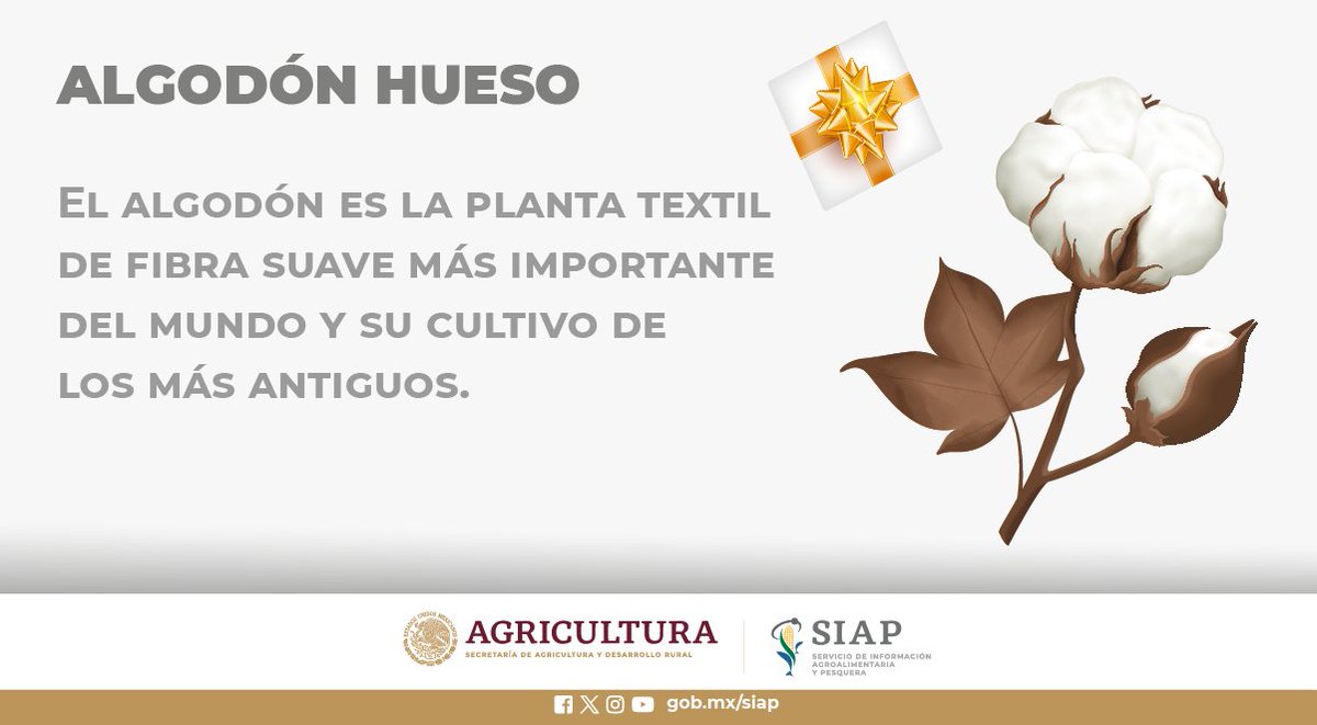En el último año agrícola, la producción de #AlgodónHueso en México fue de 909,809 toneladas. #AgriculturaMexicana #FibraNatural