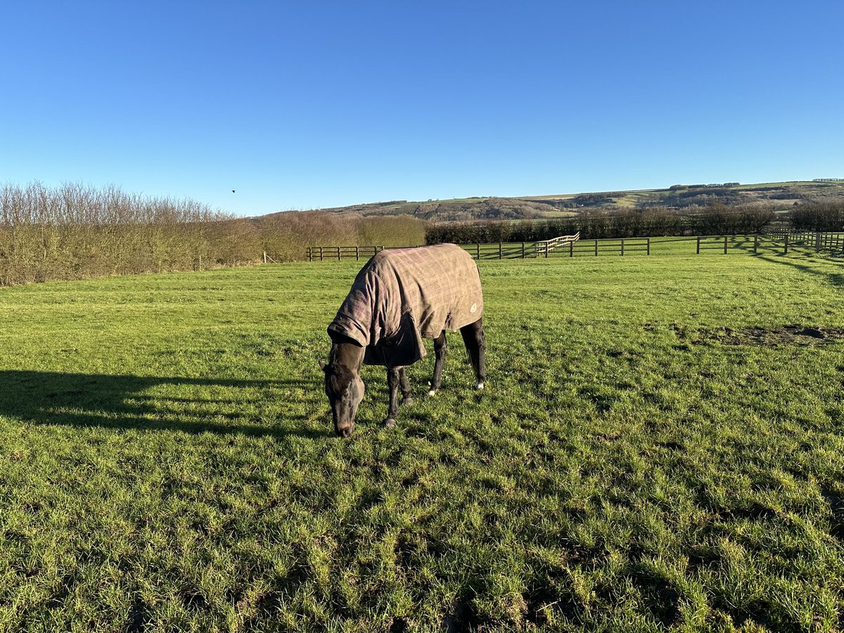 Remy (Goldream) aka The Mud Monster 😂 earlier today, enjoying a bit of Boxing Day winter sunshine.