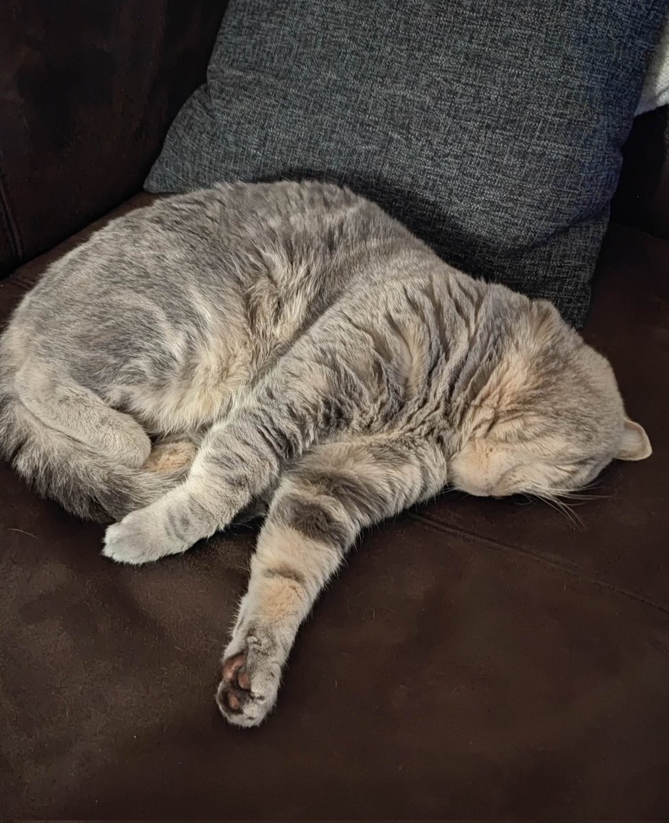 Katrin_und_Meer's tweet photo. Unser Cosmo 🥰 #bkh #sosweet #CatsOfTwitter https://t.co/01WIB7tHjM