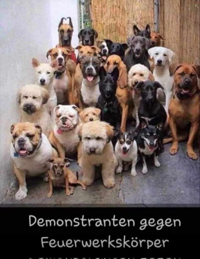 FÜR EIN STILLES SILVESTER!!!💗
Bitte verzichtet für die Tiere und der Umwelt zuliebe auf jegliche Feuerwerkskörper zu Silvester und generell 365 Tage im Jahr! Danke!!!