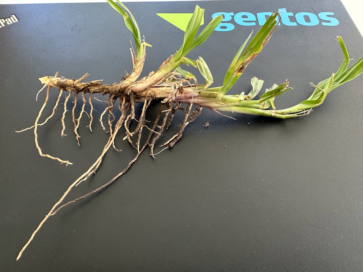 Paspalum notatum INIA Sepé
<a href="/GentosUy/">Gentos Uruguay</a>