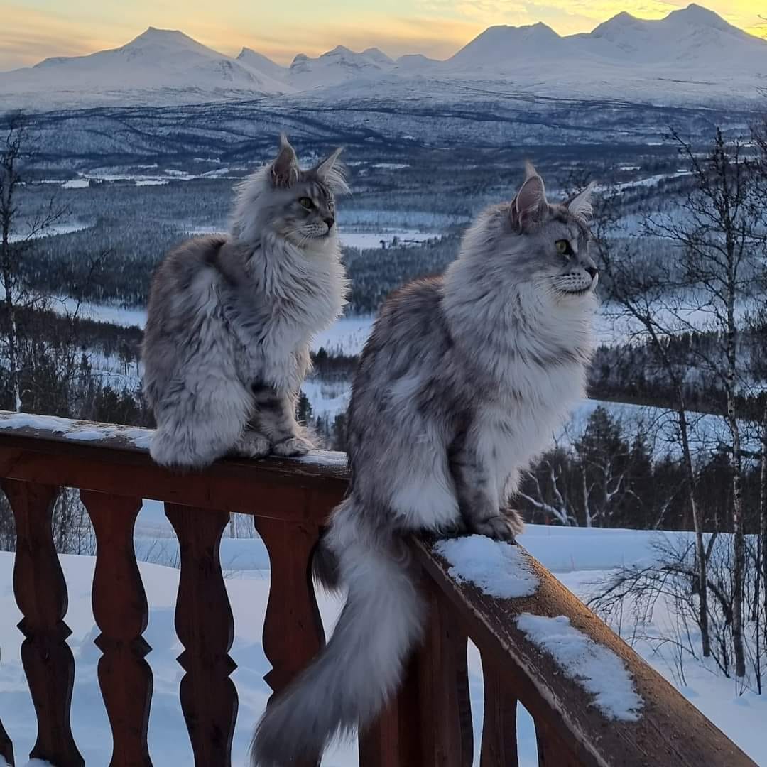 Gøril Annie Olsen  ·   ·
View from our cabin in the North of Norway, Målselv in Troms.
We love this place , me and my Maine Coon's 📷📷