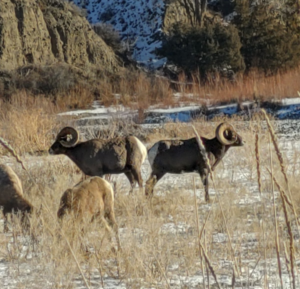 BevDurgan's tweet photo. Beautiful morning in Montana!  Big horn sheep by the Yellowstone River! https://t.co/CZJNfM2dxz
