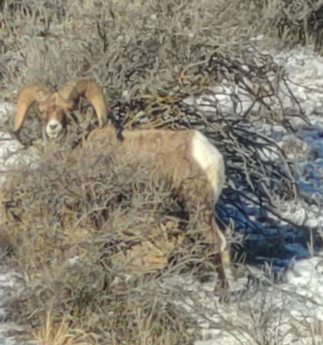 BevDurgan's tweet photo. Beautiful morning in Montana!  Big horn sheep by the Yellowstone River! https://t.co/CZJNfM2dxz