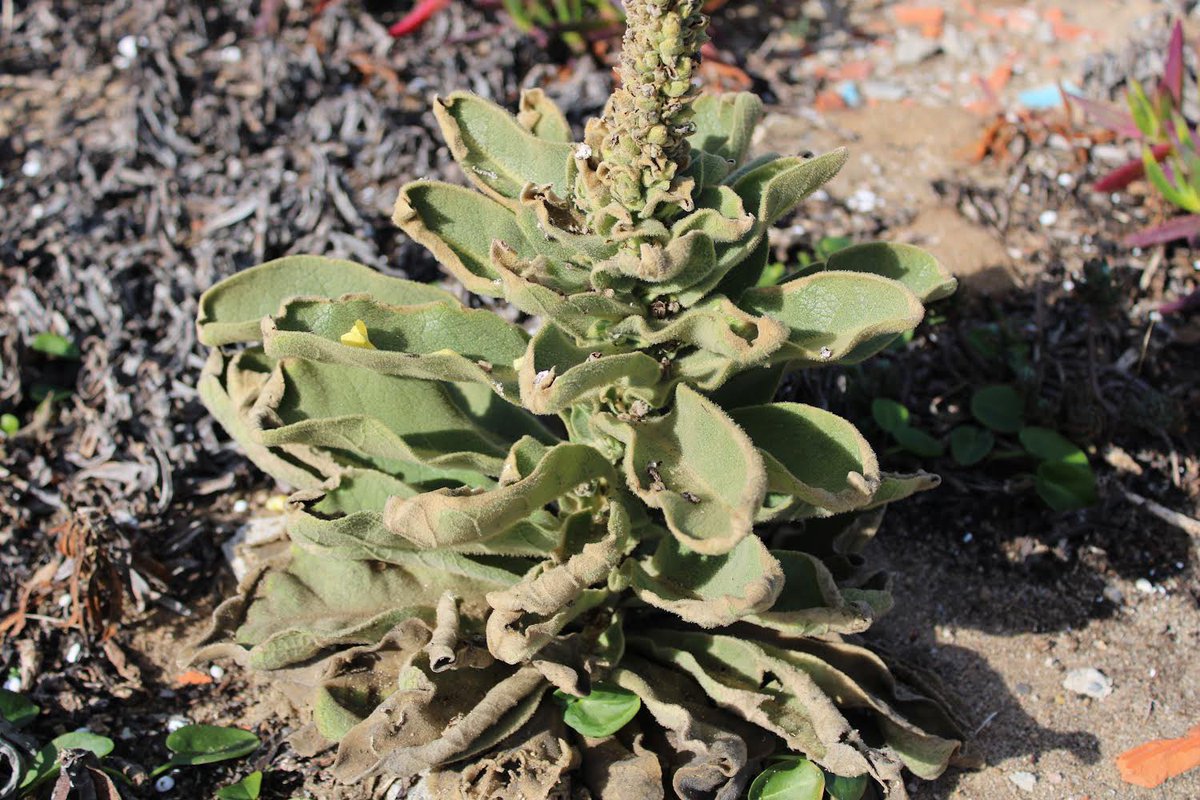 The Endemic and almost threatened #verbascum litigiosum pictured today in Sintra-Cascais Natural Park, #portugal 🌿 praise your local native biodiversity 🌻🐞
<a href="/SpbotanicaL/">SPBotânica - LVF</a> <a href="/Orchid_hunters/">Worldwide Orchids & Wildflowers</a> <a href="/WWF_Portugal/">WWF Portugal</a> <a href="/PortugalEcology/">SPECO | Portuguese Ecological Society</a> <a href="/inaturalist/">iNaturalist</a>