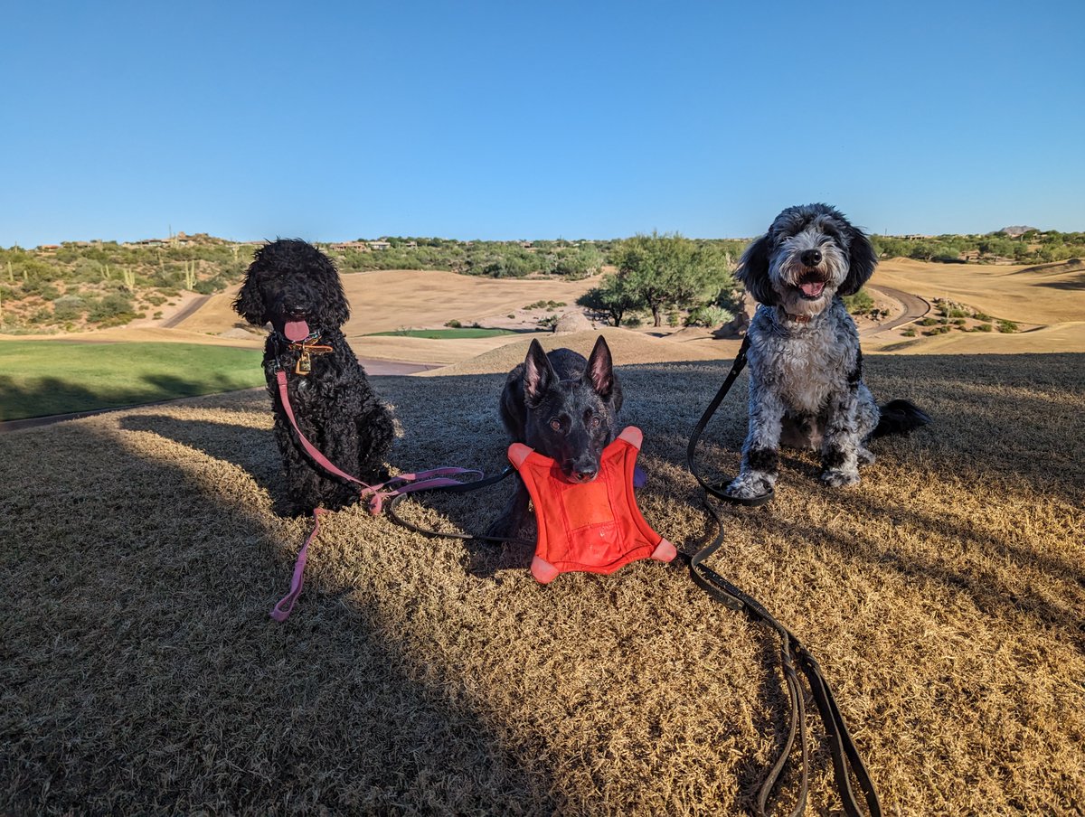 Suburban_K9's tweet image. Please meet Oakley, Annie, and Nyx!

They all had a blast working on scent work to eventually track and find Deer Antler Sheds!

#dogtraining #dogtrainers #dogtrainingadvice #dogs #scottsdaledogtraining