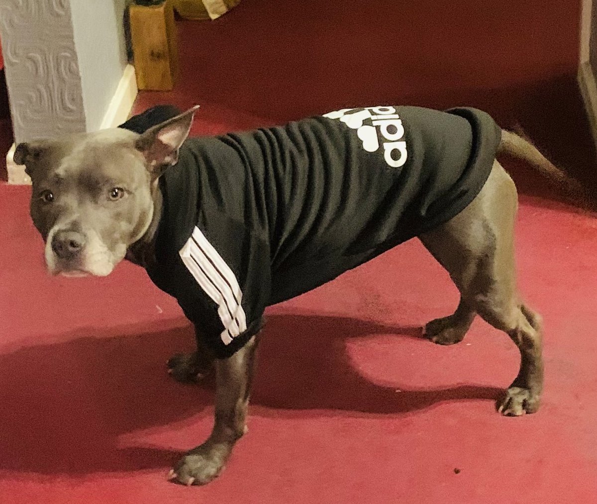 IsaMary2021's tweet photo. @Becster2010 @coakled This is the other one he bought me. It’s #Adidog 😃😃❤️❤️ https://t.co/igrzhI33S3