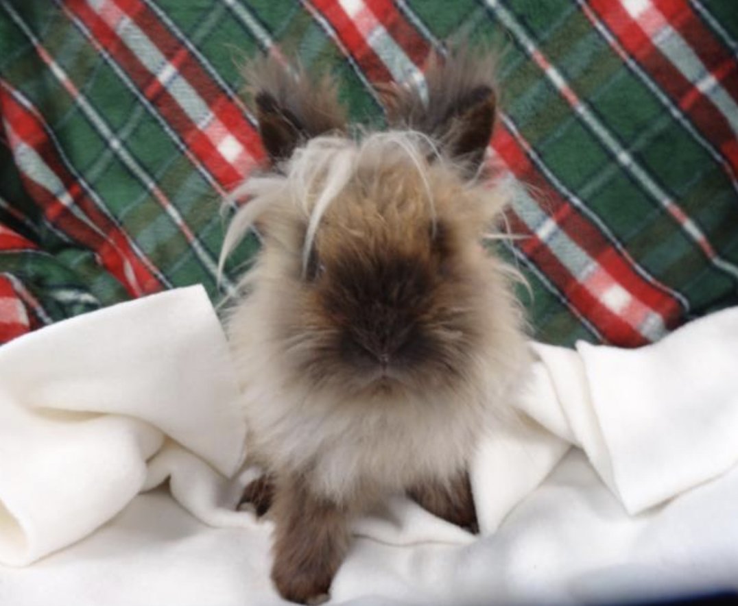 LACityPets's tweet photo. Meet Baby G #A2116671 and Smokey #A2116668! 🐰 Hop on over to our West Valley Center to adopt these cuties today! #lacitypets #HumaneLA #rabbitsofLA #homeforthehowlidays https://t.co/aAchjQ62js
