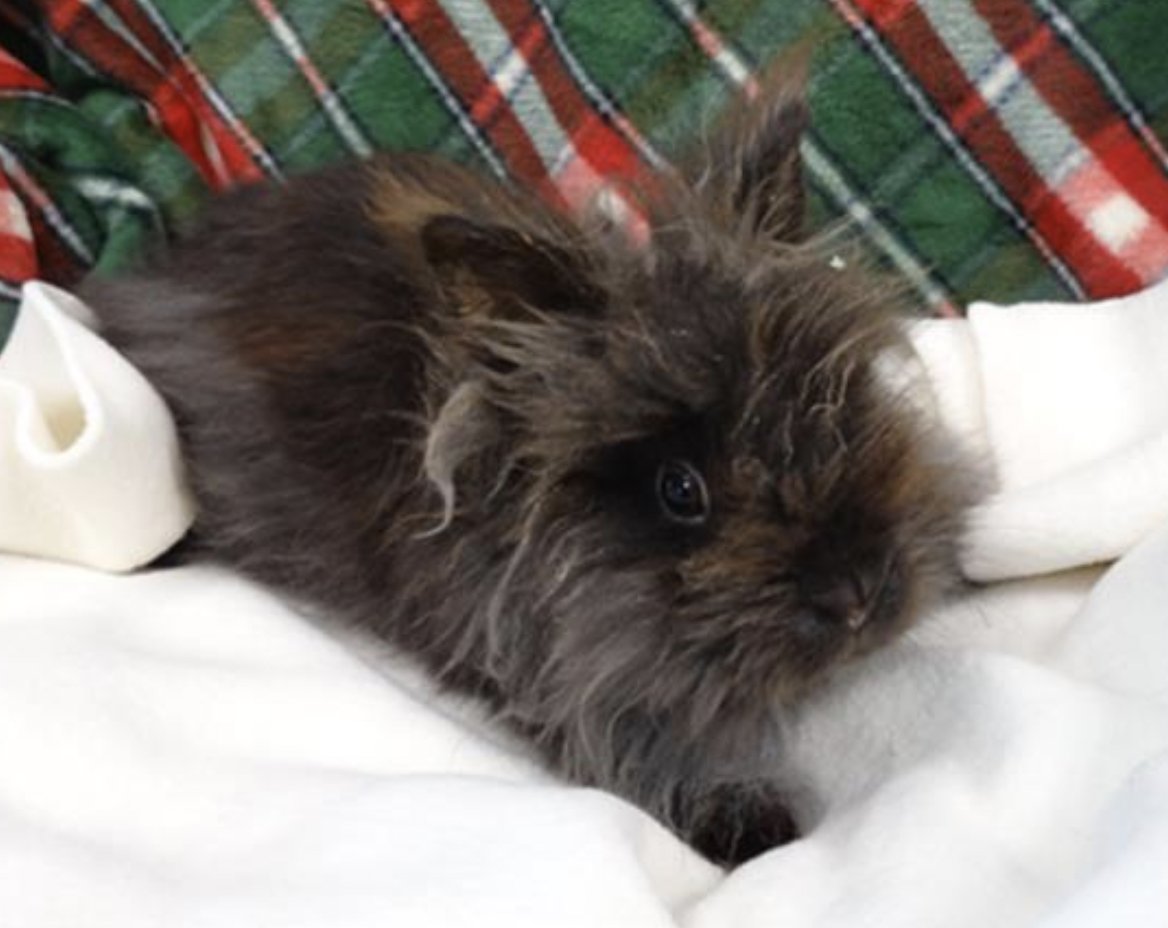 LACityPets's tweet photo. Meet Baby G #A2116671 and Smokey #A2116668! 🐰 Hop on over to our West Valley Center to adopt these cuties today! #lacitypets #HumaneLA #rabbitsofLA #homeforthehowlidays https://t.co/aAchjQ62js
