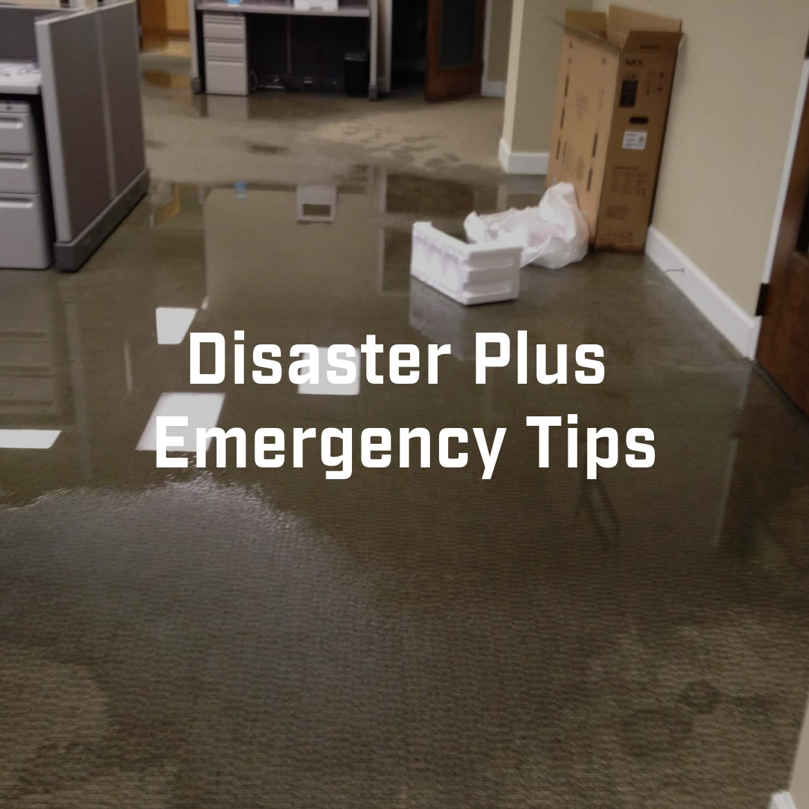 Disaster Plus tweet media