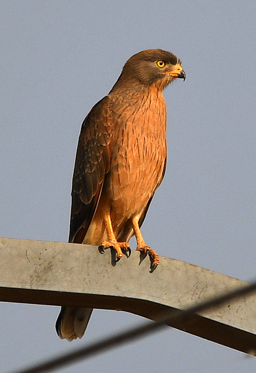 Grasshopper Buzzard, North Bank Road between Georgetown and Wassu, Gambia 18.11.23. Thanks for ID Steve R. #birdwatching #birdphotography #raptor #Africa