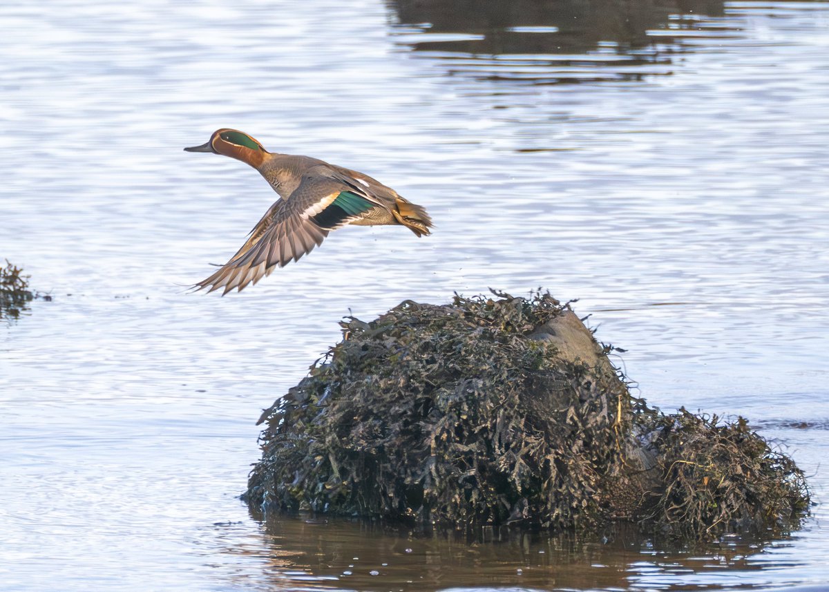Eurasian Teal