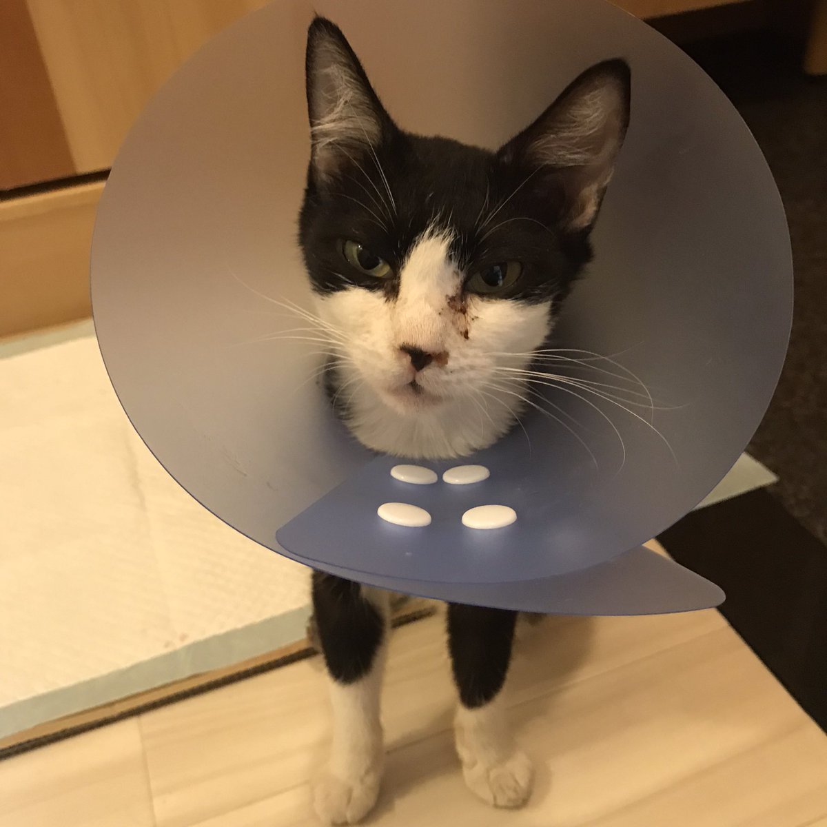 nekochan0917's tweet photo. 保護したというか、勝手に家に入ってきた翌日の写真。潔癖症なのによく入れたねと言われるけど、この時は汚いとか思わなかったのが不思議。目つき悪すぎる…。
#猫との思い出🌈 https://t.co/v8niVlJd52
