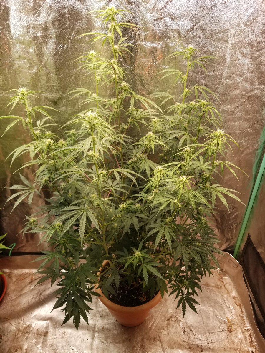 johnn92099's tweet photo. Day 45 for Holy Fuck from @HappyBirdSeeds. Officially the biggest auto I've ever grown 42 inches tall and 30 inches wide. It's also the smallest pot I've ever used. 2 gallon pot. Using nothing but strawberry fields and water so far. Don't sleep on these super cheap seeds. https://t.co/bkG4HjcGz8
