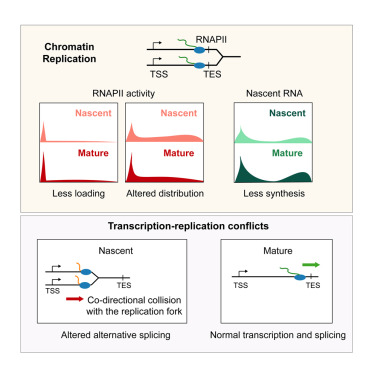 Online Now: Collisions of RNA polymerases behind the replication fork promote alternative RNA splicing in newly replicated chromatin dlvr.it/T0cwZx