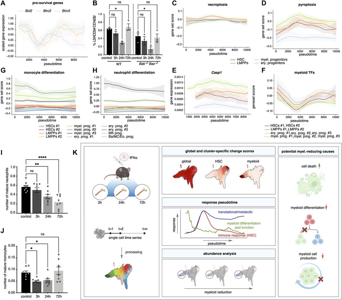 LifeScienceAlliance (@lsajournal) on Twitter photo Take a look at a recently published paper in LSA: Single-cell time series analysis reveals the dynamics of HSPCs response to inflammation <a href="/Haghverdi_lab/">Haghverdi Lab</a> <a href="/BIMSB_MDC/">MDC-BIMSB</a> <a href="/hi_stem_lab/">HI-STEM - Cancer and Stem Cells in Heidelberg</a>
life-science-alliance.org/content/7/3/e2… Take a look at a recently published paper in LSA: Single-cell time series analysis reveals the dynamics of HSPCs response to inflammation <a href="/Haghverdi_lab/">Haghverdi Lab</a> <a href="/BIMSB_MDC/">MDC-BIMSB</a> <a href="/hi_stem_lab/">HI-STEM - Cancer and Stem Cells in Heidelberg</a>
life-science-alliance.org/content/7/3/e2…
