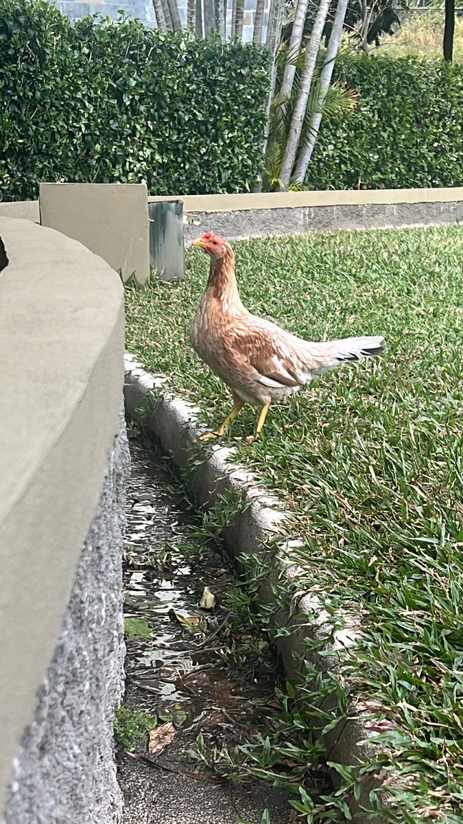 1977surfer's tweet photo. Les presento a #ChickenJoe
La nueva mascota del condo…
Simplemente apareció aquí y ahora hasta a viene a la piscina. https://t.co/1hAxz9zIn3