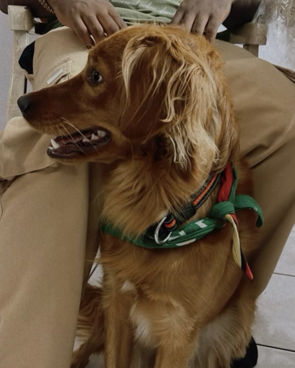 Darkuto_'s tweet photo. It breaks my heart to do this. The greatest boy needs a new home if anyone is interested or knows anyone please dm me! https://t.co/FPCuO8MIgS