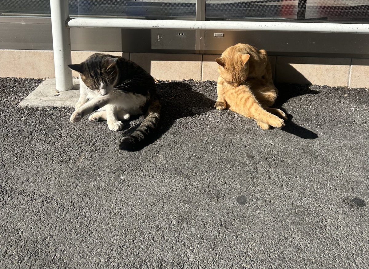 猫のシンクロ🐱