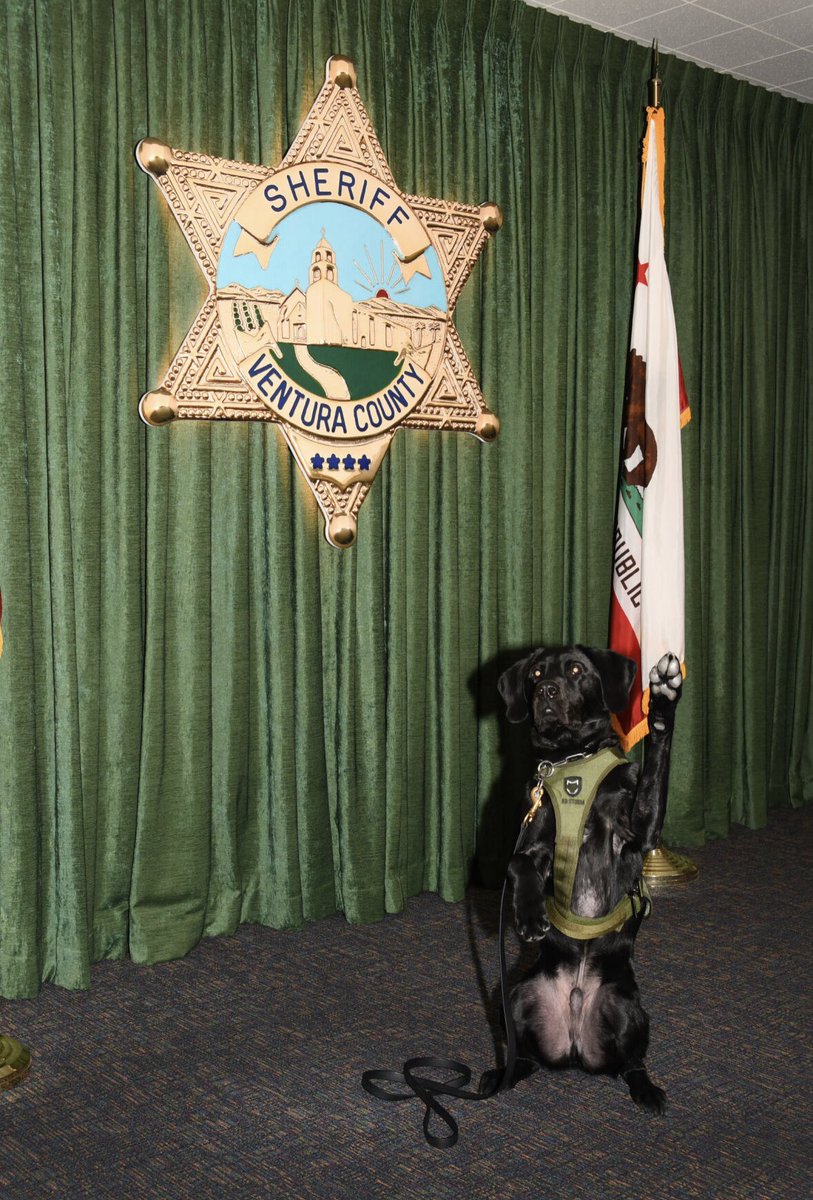 1/2 Our trendsetter, K9 Mellow, raised his paw and was officially sworn in by Sheriff Fryhoff this morning! 🐾

Mellow is a Labrador Retriever assigned to the Therapeutic Inmate Management Unit (TIMU).