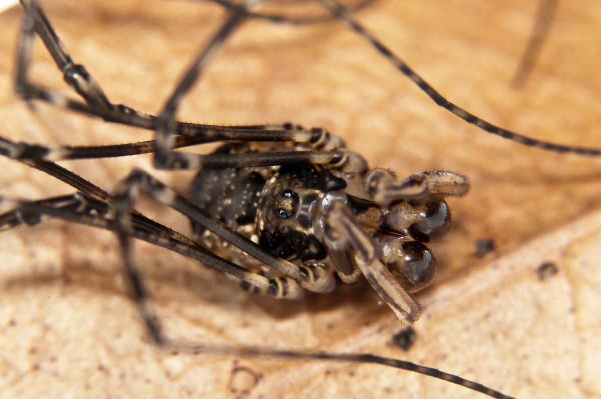 Enjoy a marvelous male specimen of Thrasychirus cf. dentichelis Simon, 1884. This harvestmen (family Neopilionidae) was recorded in Argentinean Patagónia, specifically in Puerto Blest. The enlarged chelicerae of males, is one of the sexually dimorphic characters of this species.
