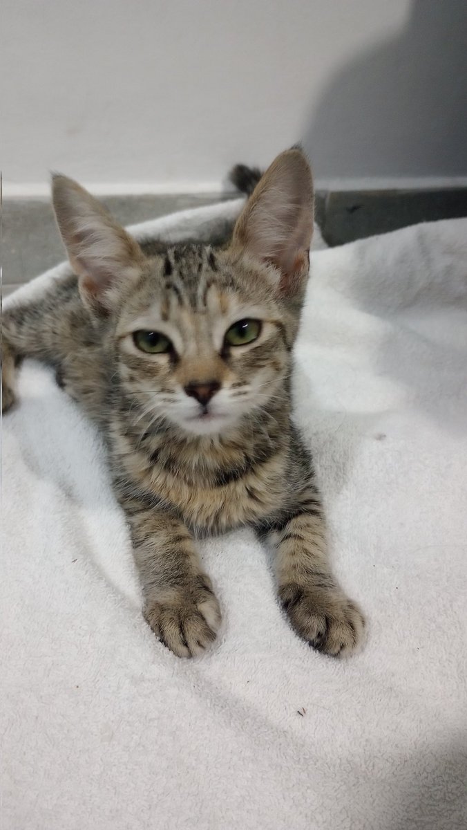 Acabo de rescatar esta gatita de que la pise un bondi. No me podía hacer la boluda y dejarla ahí. 
Me ayudan a buscarle un hogar? 
(Zona: Florencio Varela)