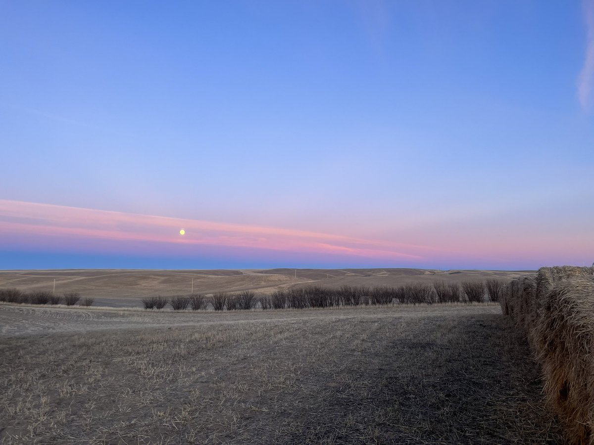 Kyla McLean tweet media