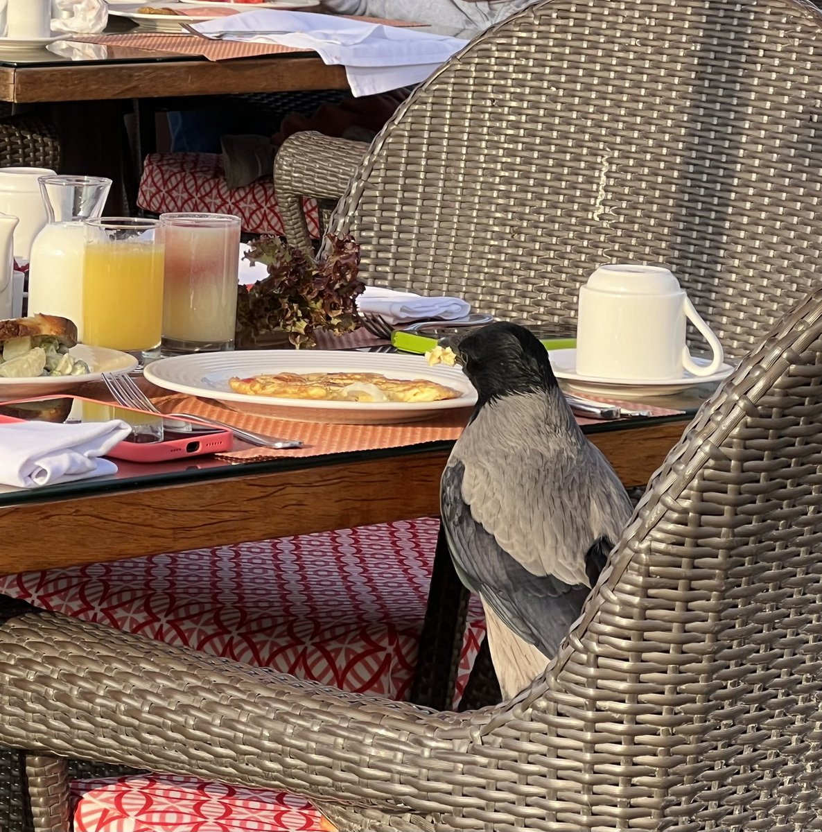 Just a couple of the meal buddies you meet in Egypt.