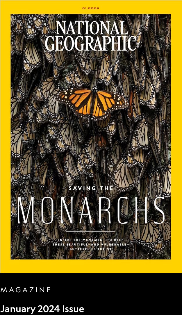 The Monarchlab (@tamumonarchlab) on Twitter photo The cat is out of the bag. Monarchs did it again! This time in Nat Geo. It’s been a privilege and lots of fun to support the amazing work of folks on this project - photographer <a href="/rojovisuals/">Jaime Rojo</a>, writer <a href="/nijhuism/">Michelle Nijhuis</a>, graphist <a href="/brandon_shyp/">Brandon Shypkowski</a>, and others... 🥰 The cat is out of the bag. Monarchs did it again! This time in Nat Geo. It’s been a privilege and lots of fun to support the amazing work of folks on this project - photographer <a href="/rojovisuals/">Jaime Rojo</a>, writer <a href="/nijhuism/">Michelle Nijhuis</a>, graphist <a href="/brandon_shyp/">Brandon Shypkowski</a>, and others... 🥰
