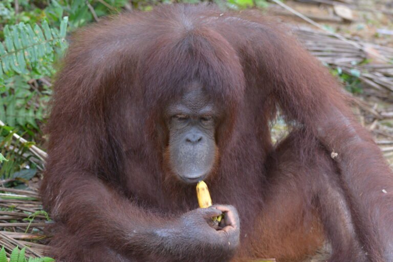#BukitMerah, l'isola malese degli #OrangUtan è un santuario naturale dove gli oranghi vivino liberi nella foresta pluviale e i visitatori camminano in un percorso in gabbia. Emozioni incredibili a contatto con i nostri procugini! wonderfulpaths.com/orangutan/