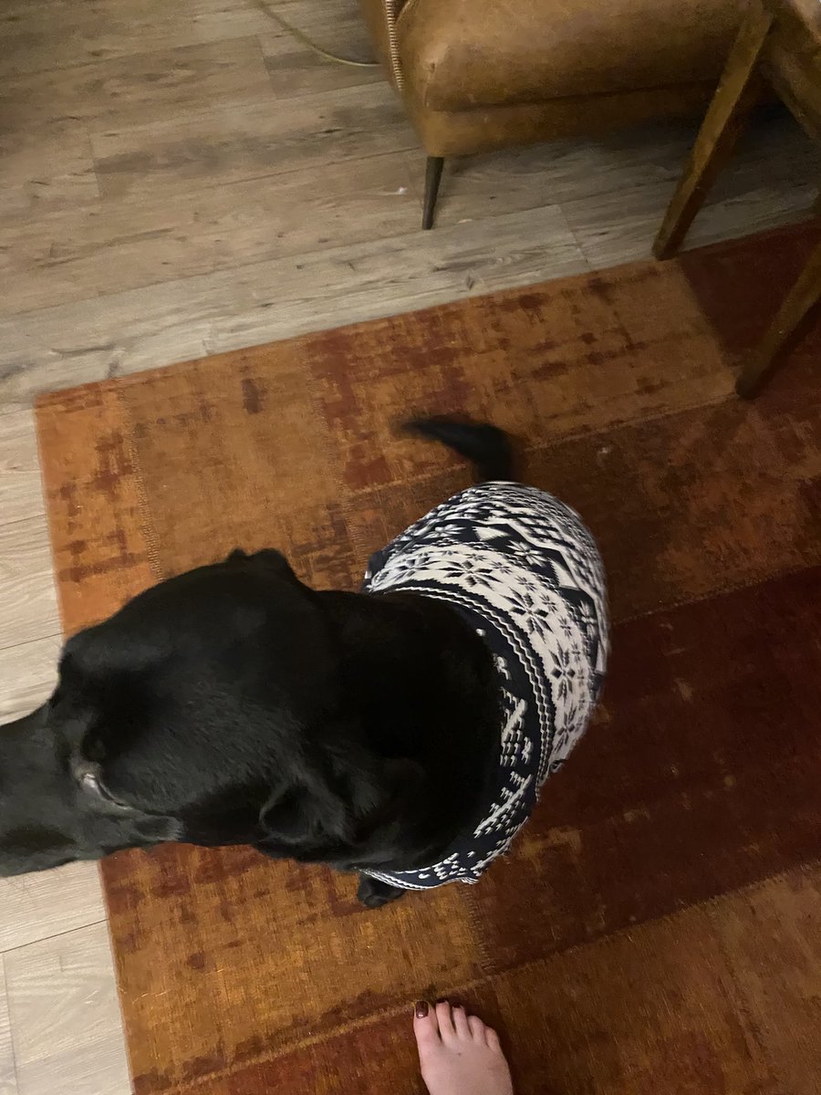 gemmaiceton's tweet photo. @Number10cat @PoliticalPics Christmas jumper didn’t go down too well but the bed did 🙌 🎄 https://t.co/C4uLE5Bkbl