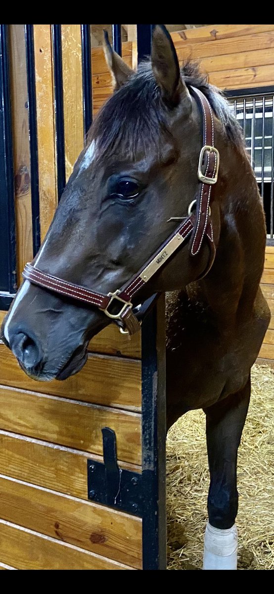 sebcourtney's tweet photo. @Centennial_Farm @racingforhome My sweet darling boy! Mintzie ♥️we recreated this last year and will do it again when we get home from Christmas holidays! Meanwhile, Mintzie is being looked after by our wonderful barn mgr Andrea #LifeIsSweet #CandyRide #LuckiestBoy https://t.co/37bJ2blbin