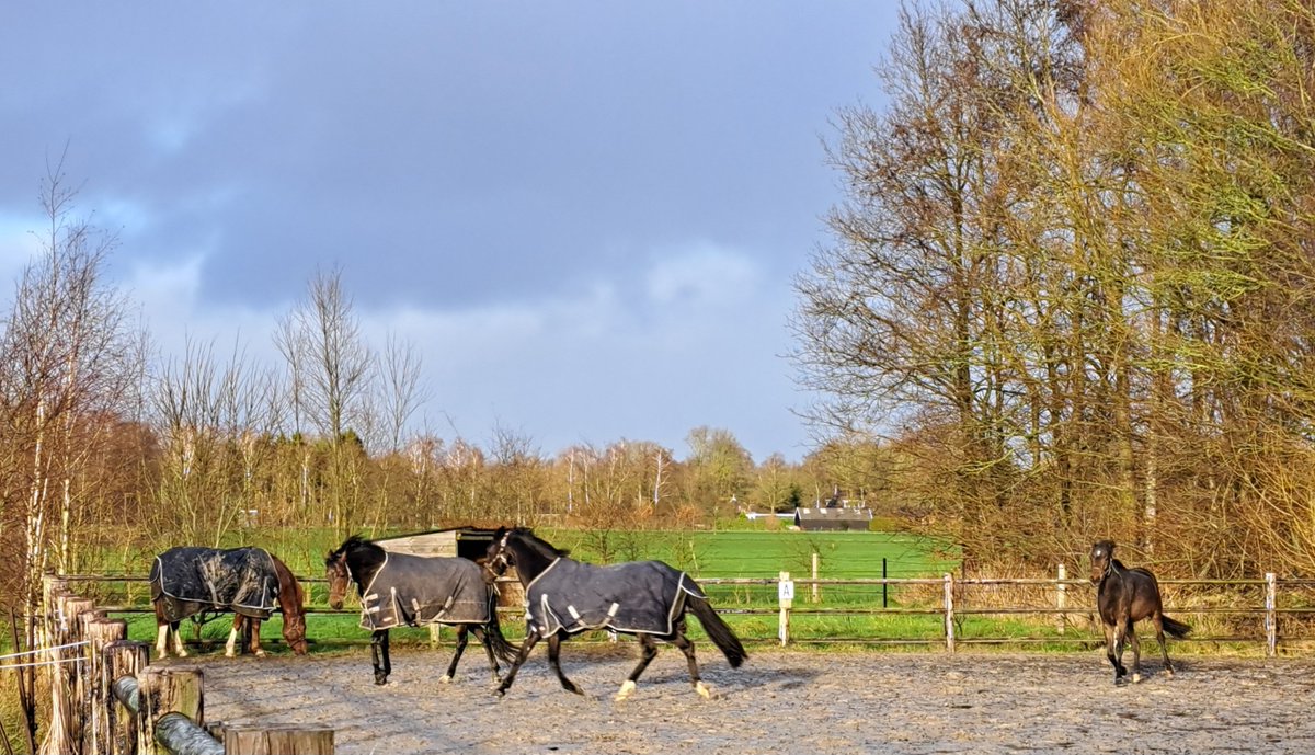 Stal Bolheim tweet media