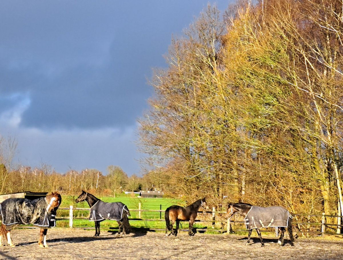 Stal Bolheim tweet media